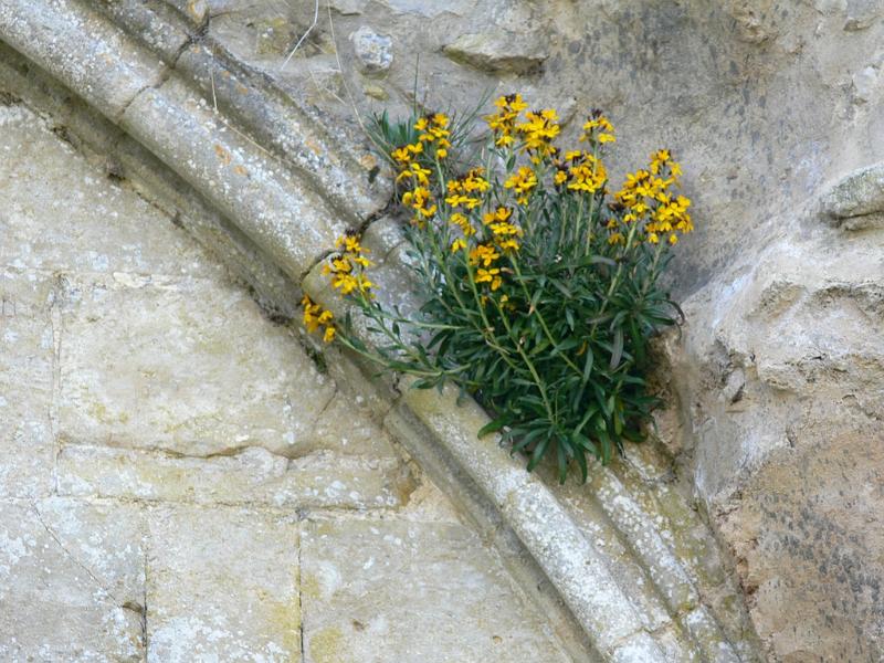 Mont Saint Michel 2010 - 057.jpg